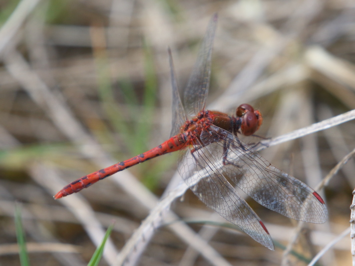 J17_3621 Diplacodes bipunctata male.JPG